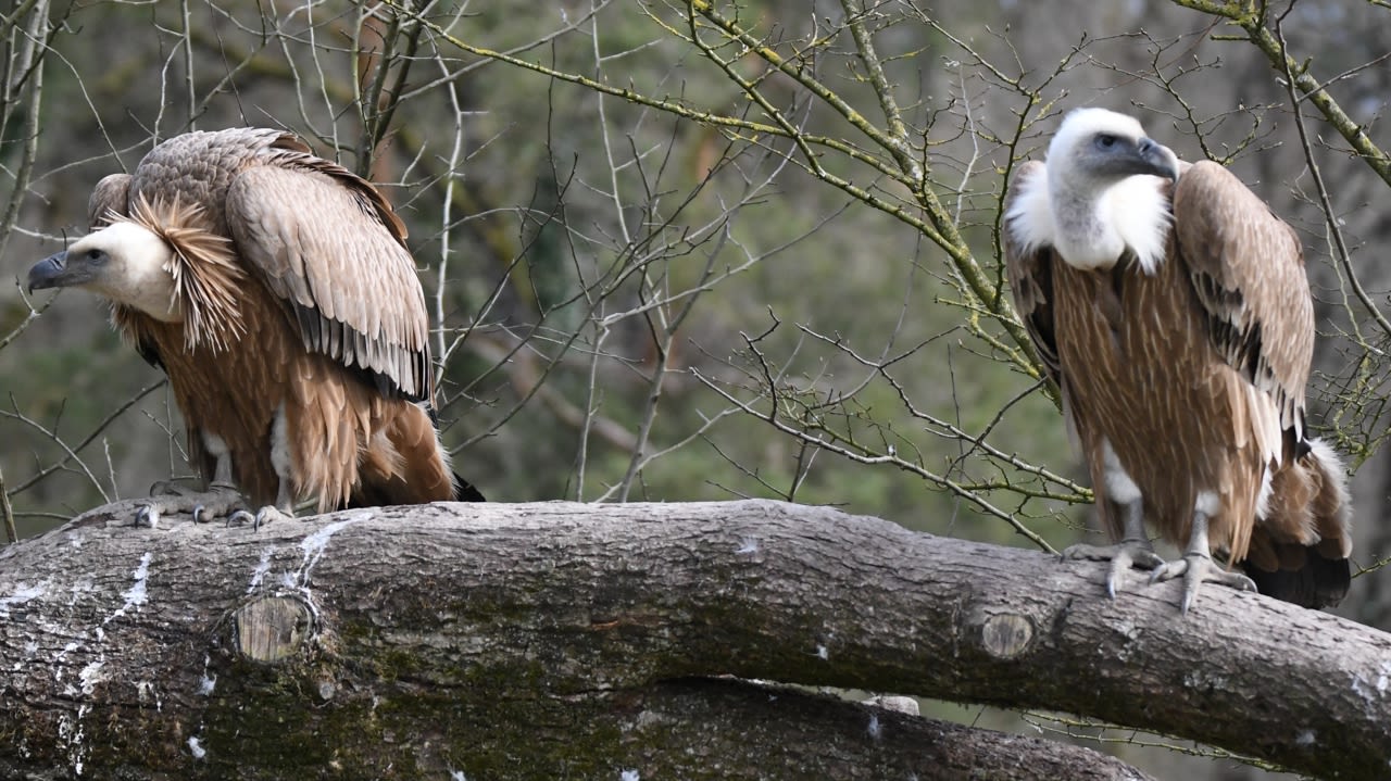 découvrez l'exposition « intelligence animale à châteauroux 2025 » : explorez les capacités surprenantes du monde animal à travers ateliers, conférences et animations interactives pour toute la famille.
